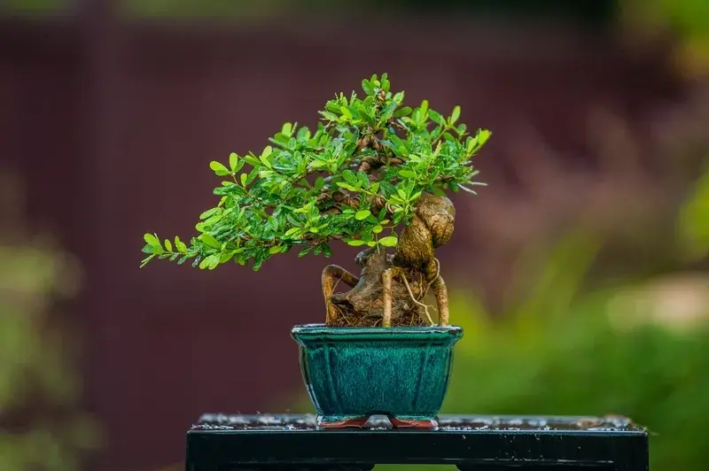 Những tác phẩm bonsai mini mang lại không gian xanh tinh tế