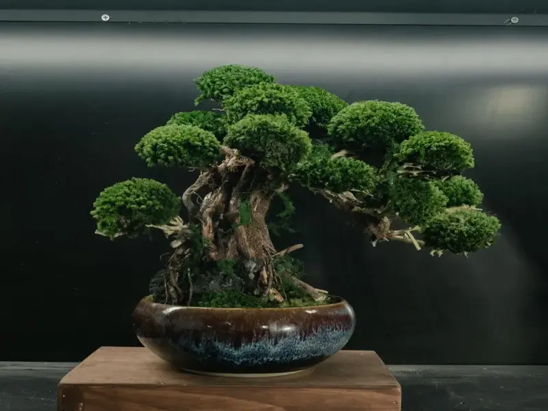 Tinh hoa nghệ thuật bonsai Việt Nam nâng tầm giá trị