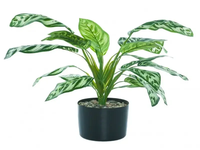 Cây Bạch Mã Hoàng Tử có ý nghĩa gì trong phong thủy