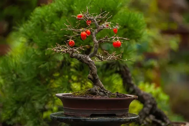 Nghệ thuật tạo tác cây bonsai mang lại không gian đẳng cấp