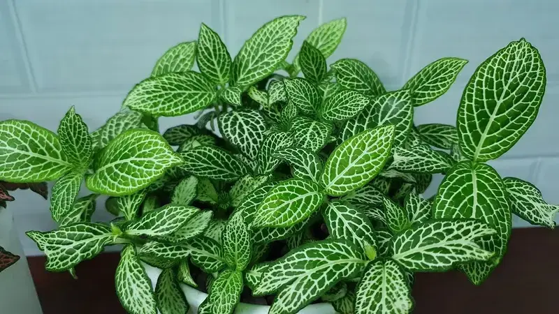 Cây Cẩm Nhung mang vẻ đẹp sang trọng và thanh lịch tuyệt vời