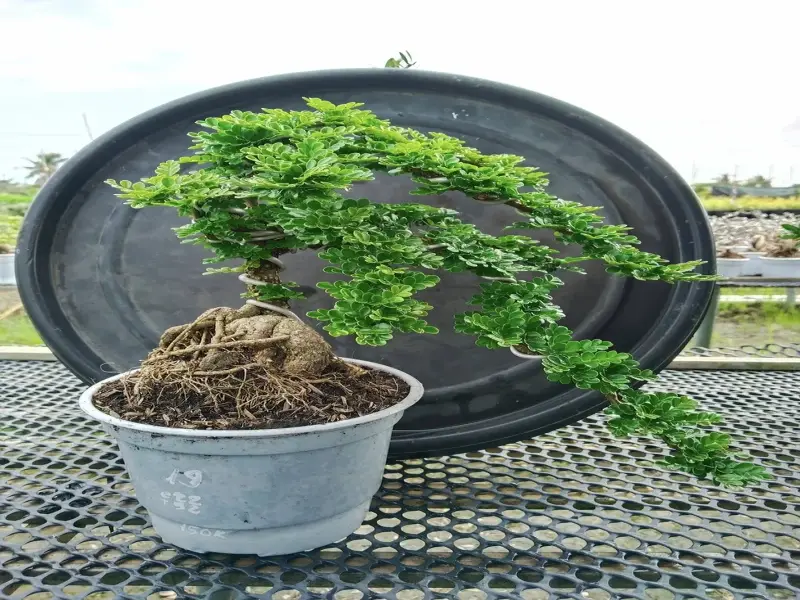 Nghệ thuật tạo hình cây cần thăng mang lại tài lộc