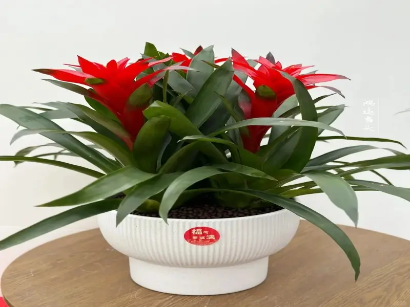 Cây dứa cảnh nến lựa chọn mới cho không gian sống