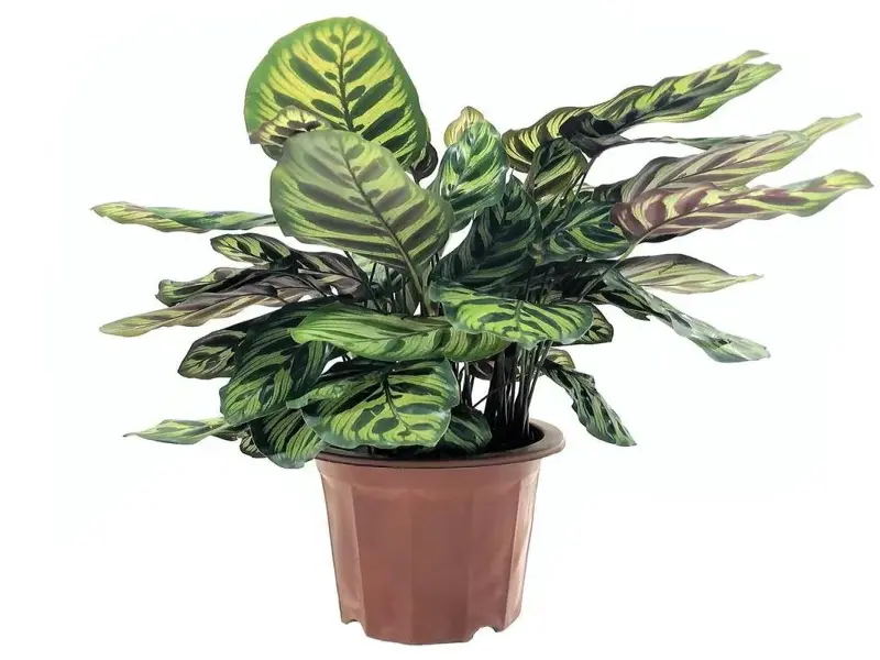 Tuyển tập ảnh Cây Đuôi Công phong thủy mang lại tài lộc