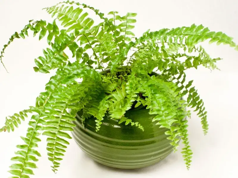 Chiêm ngưỡng bộ sưu tập ảnh Cây Dương Xỉ xanh mướt mắt