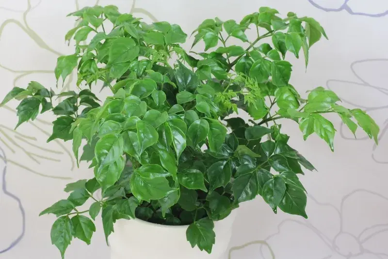 Những hình ảnh Cây Hạnh Phúc xanh mướt mang lại may mắn nhất