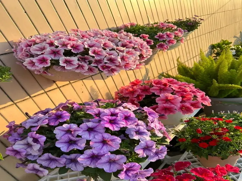 Ảnh cây Hoa Dạ Yến Thảo đẹp nổi bật trong thế giới cây cảnh