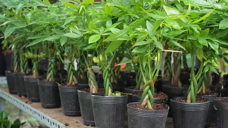 Xem ngay ảnh cây hợp mệnh hỏa giúp sự nghiệp thăng tiến