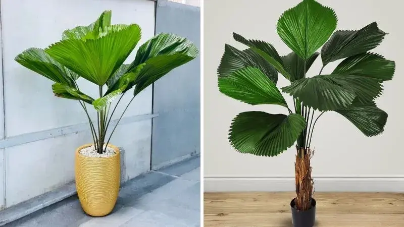 Khám phá bộ sưu tập ảnh cây hợp mệnh thủy thu hút vận may