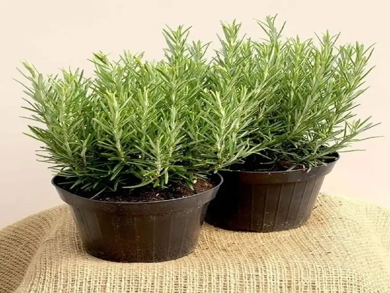 Cây Hương Thảo đẹp tinh tế hút tài lộc cho không gian nhỏ