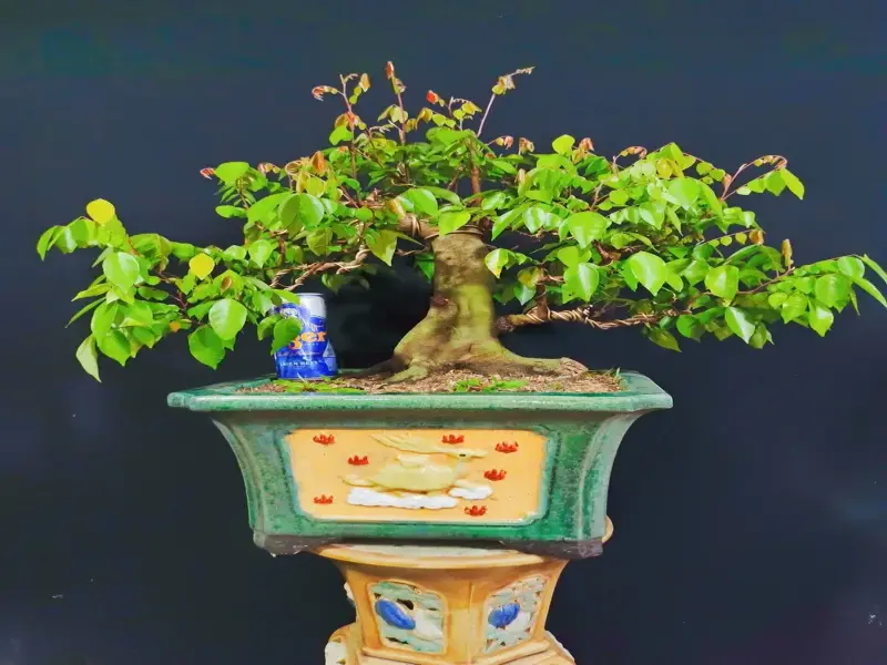 Những tác phẩm cây khế bonsai nghệ thuật sành điệu nhất