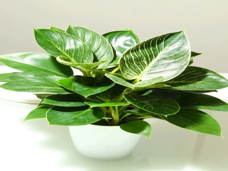 50+ ảnh cây Kim Cương phong cách tối giản nhưng cuốn hút