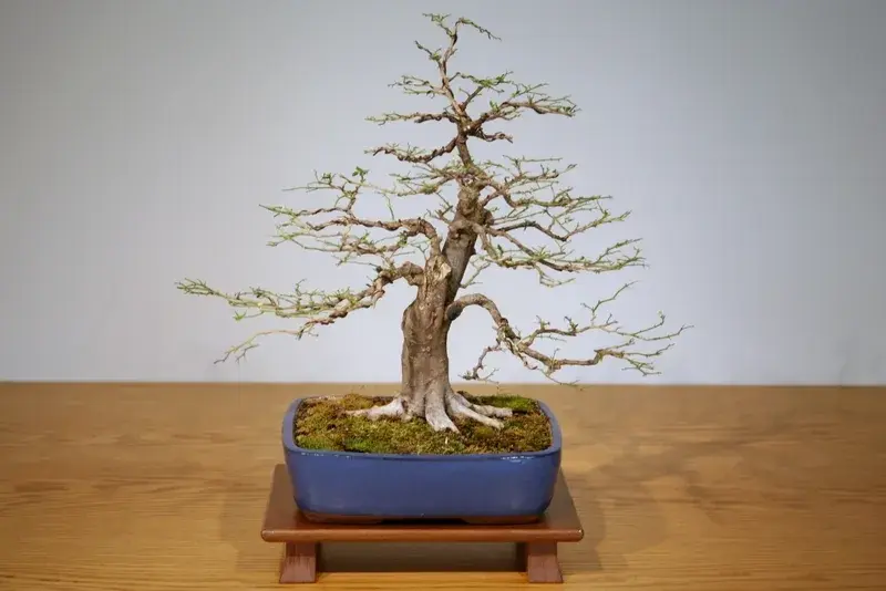 Nghệ thuật tạo hình cây kim quýt bonsai đẹp, sành điệu nhất