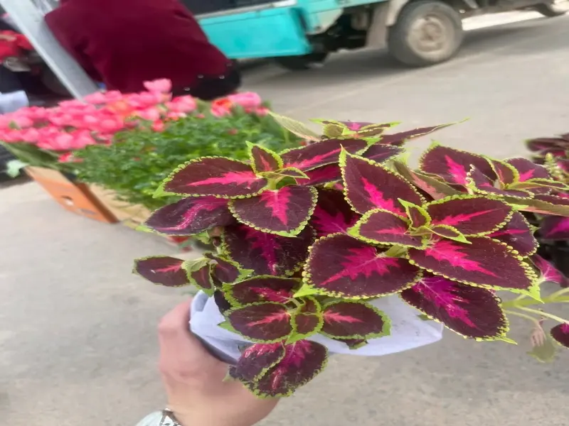 Chiêm ngưỡng ảnh cây lá gấm nhỏ xinh đang gây sốt