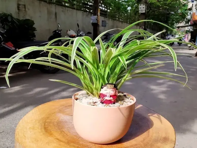 Cây Lan Chi để bàn trang trí nội thất cực đẹp cho người yêu cây