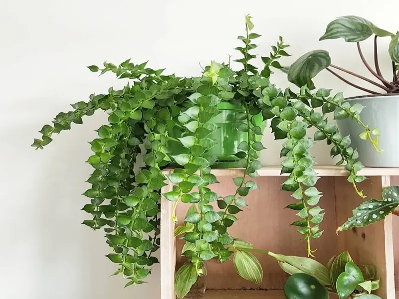 Ngắm bộ ảnh cây Lan Tim khiến ai cũng muốn trồng ngay