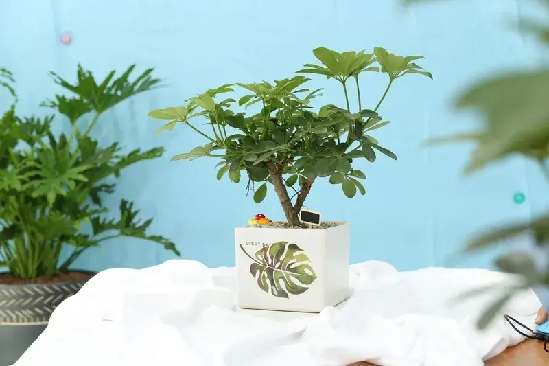 Những hình ảnh Cây Ngũ Gia Bì làm cây cảnh trong nhà đẹp