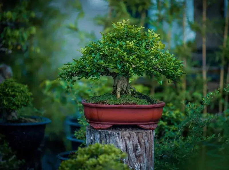 Những tác phẩm cây nguyệt quế bonsai đẹp ngất ngây
