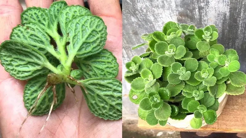 Cây Nhất Mạt Hương lựa chọn cây cảnh nhỏ gọn tinh tế