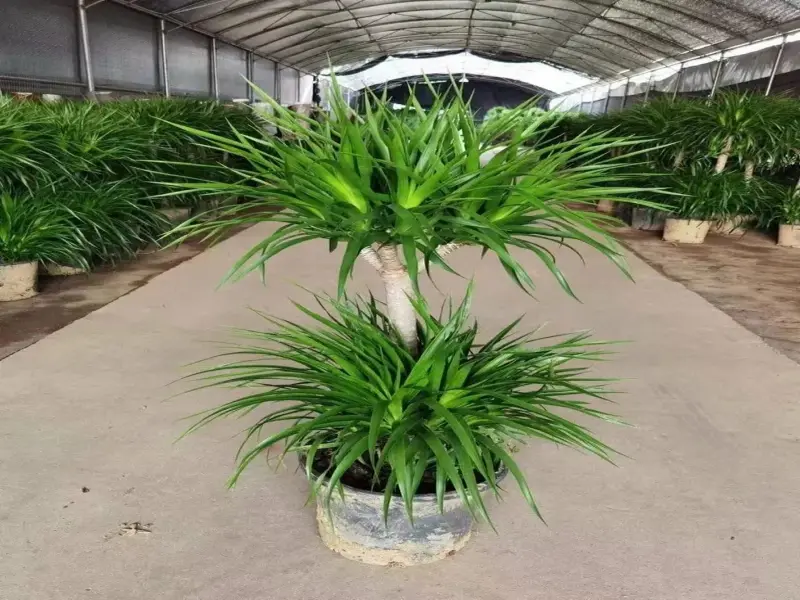 Tuyển tập ảnh Cây Phát Tài giúp gia chủ thăng tiến nhanh