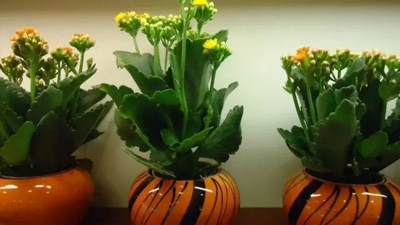 Ngắm nhìn album ảnh Cây Sống Đời phong thủy cực ấn tượng