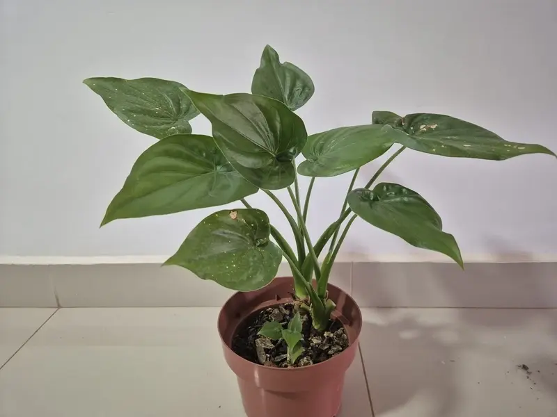 Ngắm ảnh cây tai phật độc đáo gây sốt giới chơi cây cảnh mini