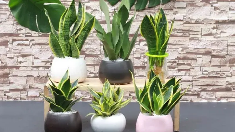 Ngắm nhìn ảnh Cây Thu Hút Tài Lộc phong thủy rước vận may