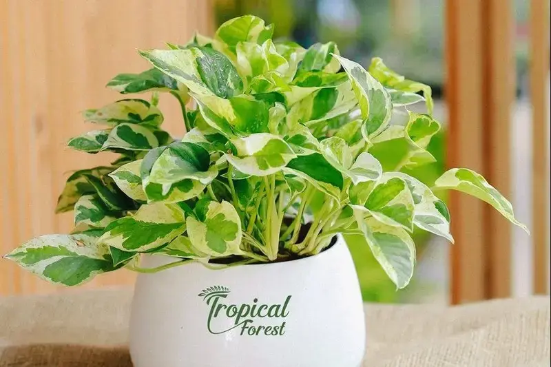 Cây Trầu Bà Sữa phong thủy hợp mệnh giúp công việc thuận lợi