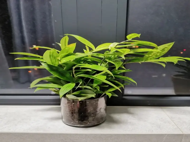 Cây trúc nhật vàng nổi bật với sắc lá vàng cuốn hút