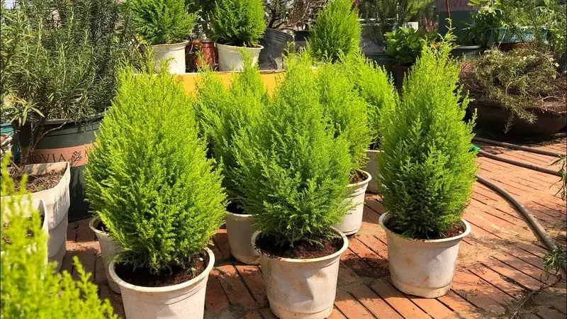 Tuyển tập ảnh Cây Tùng Thơm đẹp chuẩn phong thủy cho gia chủ