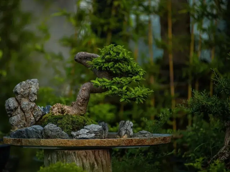 Những dáng cây bonsai nghệ thuật nâng tầm giá trị kiệt tác