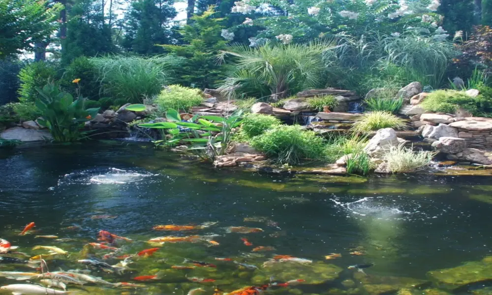 150+ Mẫu hồ cá koi đẹp chuẩn phong thủy rước tài lộc