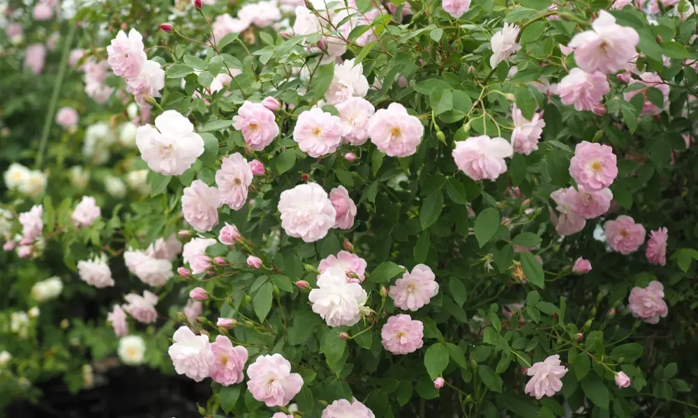 Hoa hồng leo gây sốt với vẻ đẹp mềm mại đầy ấn tượng