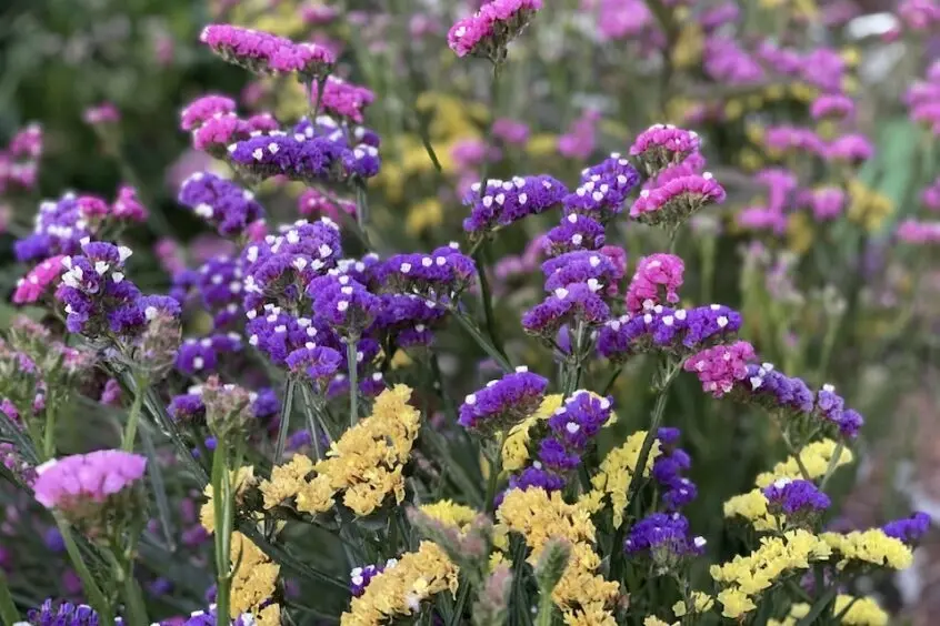 Hình ảnh hoa salem nhẹ nhàng nhưng khiến người mê mẩn