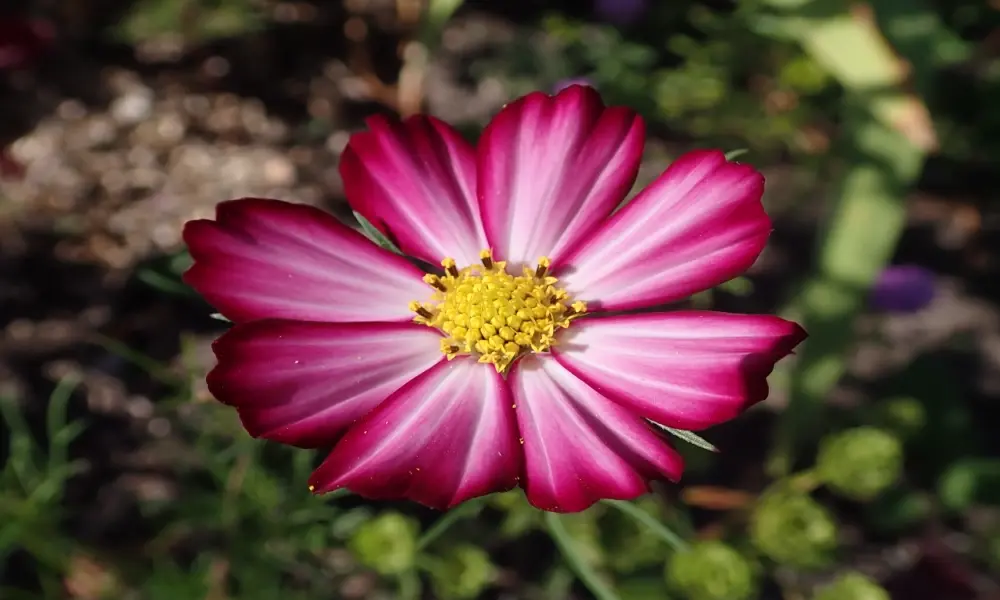 Cập nhật 101+ hình ảnh hoa sao nhái nhẹ nhàng và cuốn hút