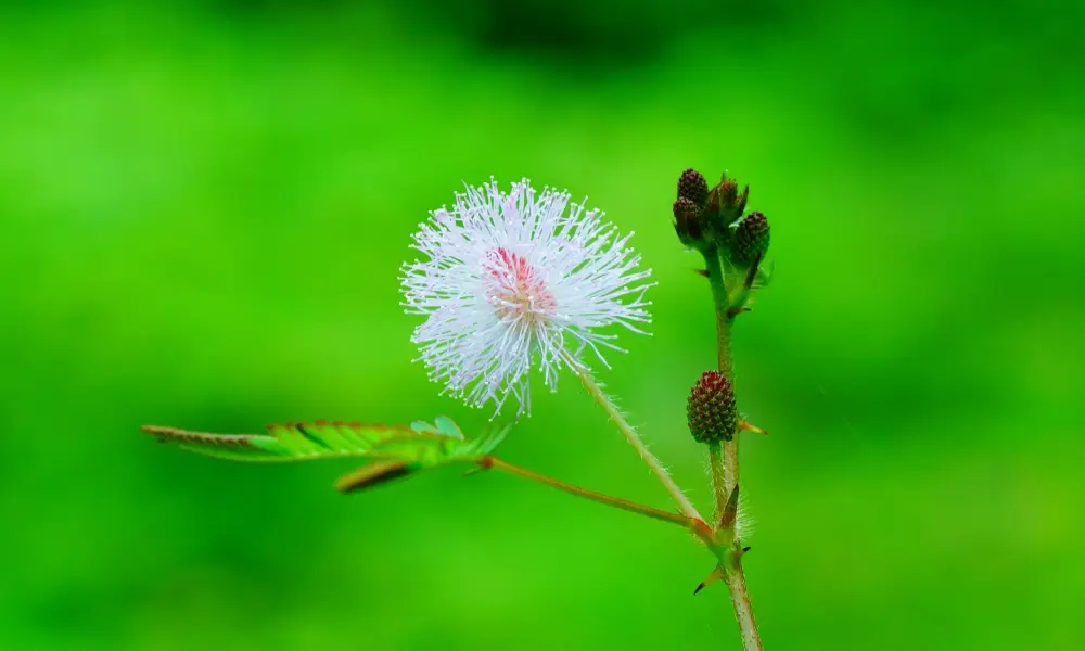 Ảnh hoa trinh nữ khiến nhiều người không khỏi ngạc nhiên