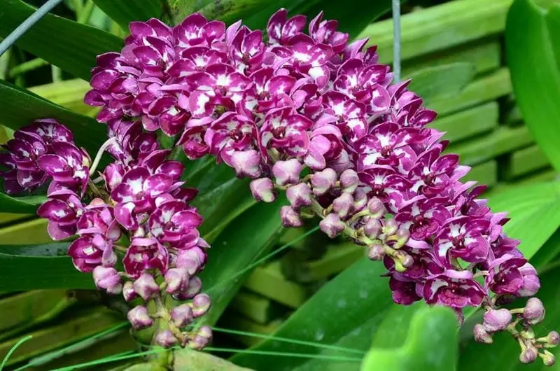 Lan đai châu gây chú ý mạnh qua những khung hình sắc nét