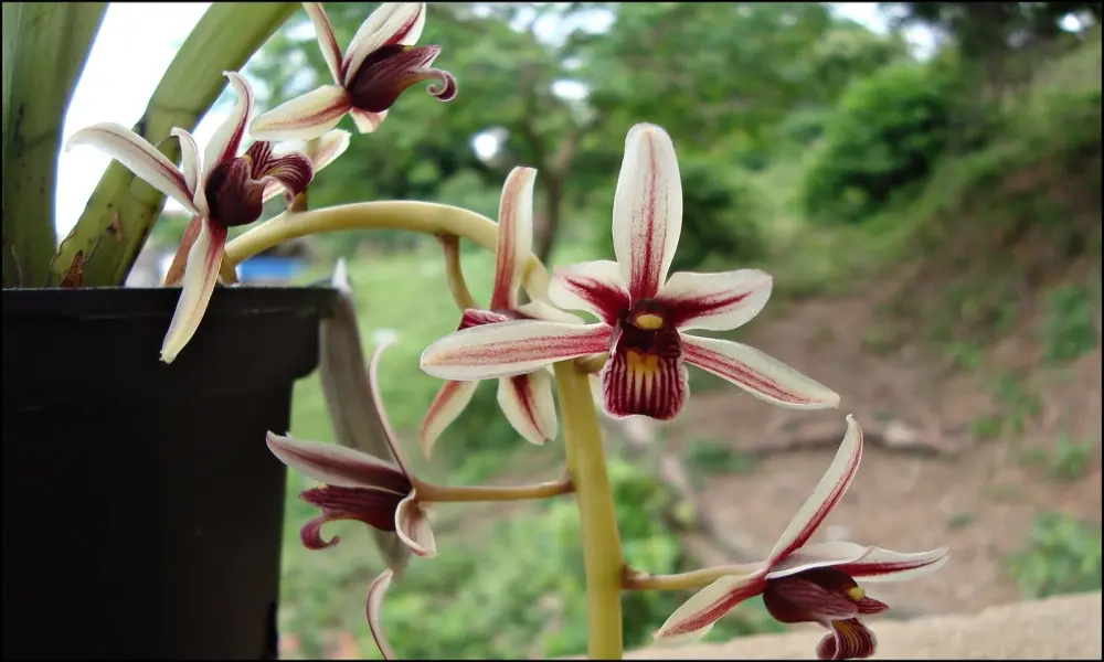 1001+ hình ảnh lan kiếm đẹp khiến người xem mê mẩn