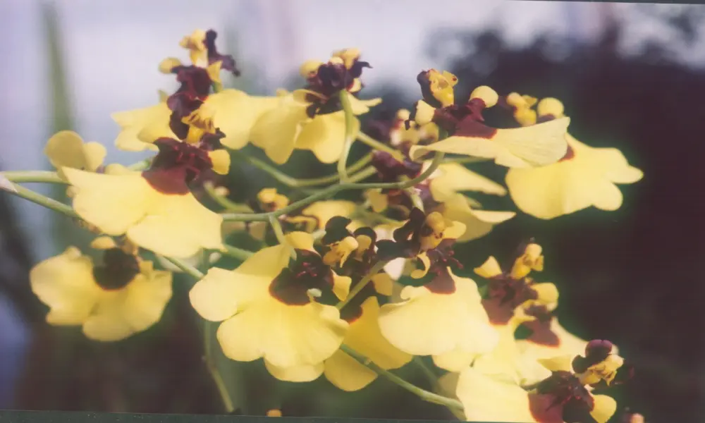 Chiêm ngưỡng hình ảnh lan vũ nữ rực rỡ đầy cuốn hút