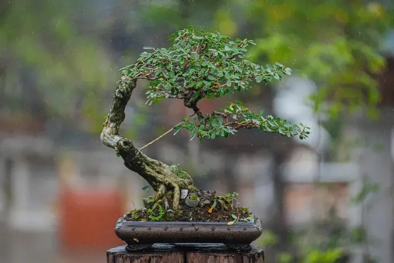 Những tác phẩm linh sam bonsai nghệ thuật đẳng cấp nhất