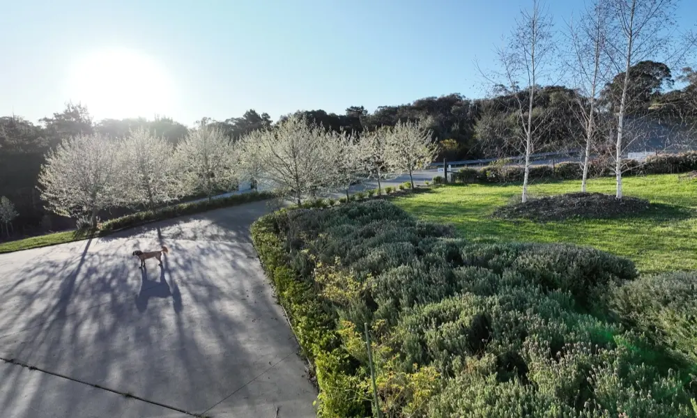 Tuyển tập 200+ mẫu sân vườn đẹp phong cách hiện đại