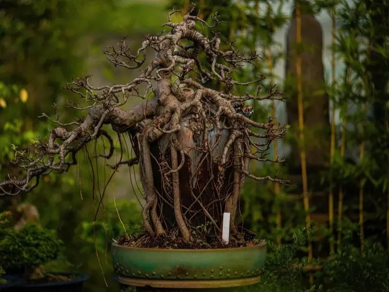 Những tuyệt tác nghệ thuật bonsai nâng tầm không gian