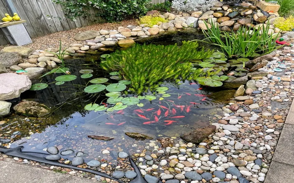 25+ mẫu sân vườn có ao cá đẹp mê mẩn cho không gian sống