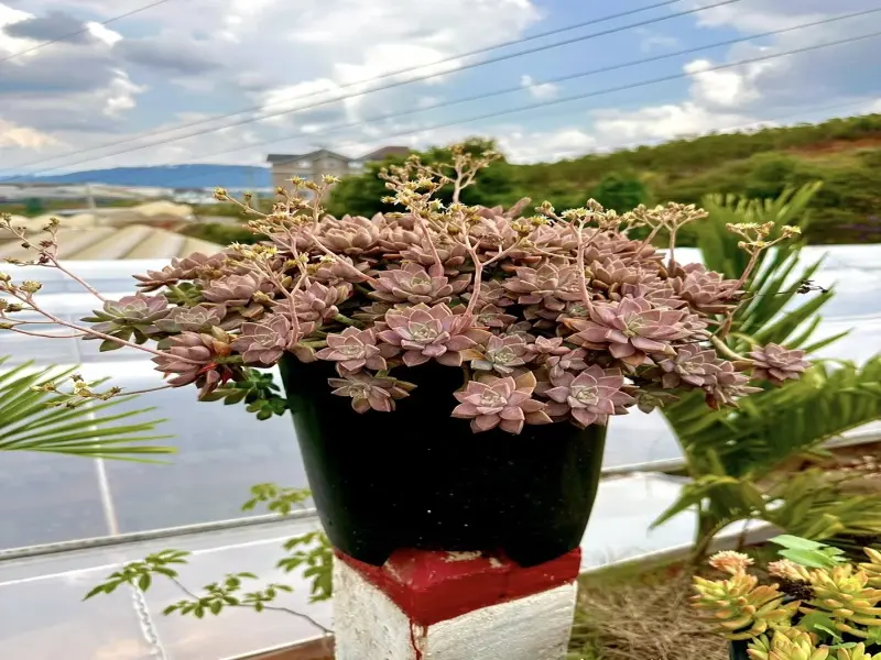 Tuyển chọn ảnh sen đá Đà Lạt xanh tươi cuốn hút