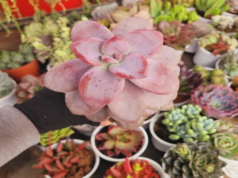 Chiêm ngưỡng ảnh sen đá giá rẻ mà vẫn đẹp mê ly