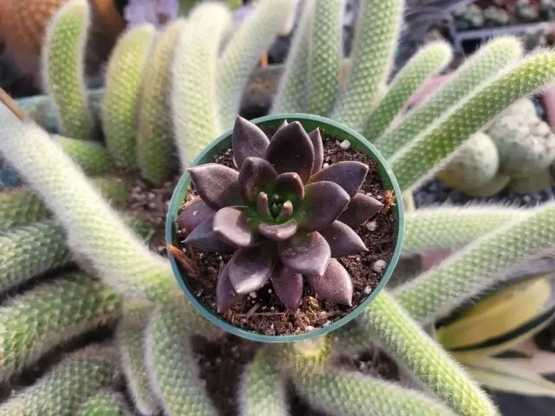 Ảnh sen đá nâu xu hướng mới của cây cảnh nhỏ