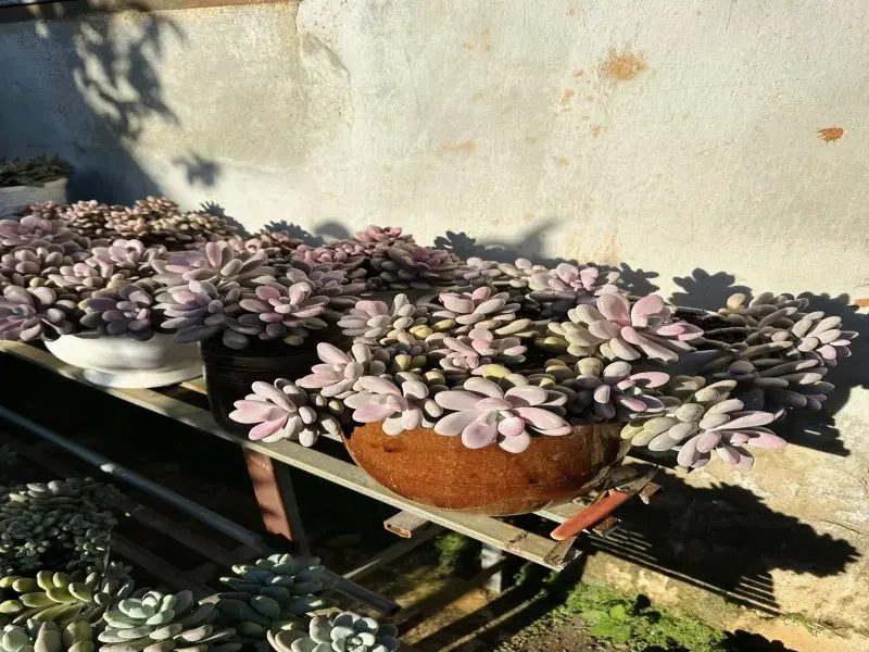 Bộ ảnh sen đá sỏi khiến người mới chơi không tin nổi