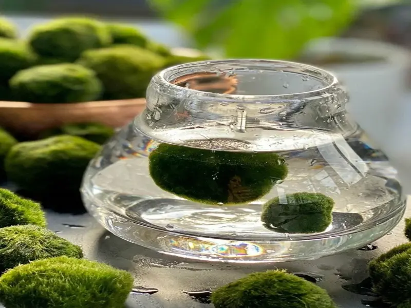 Tảo Cầu Marimo hiện tượng mới trong giới cây cảnh mini