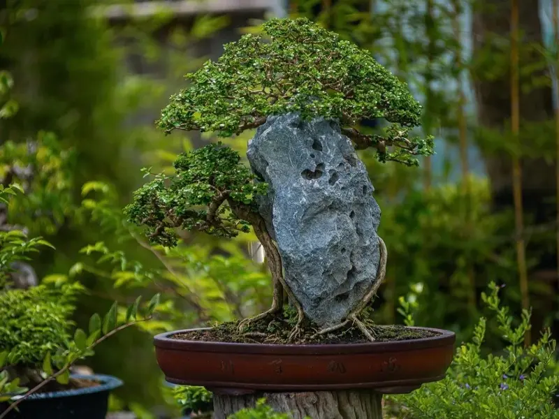 Top thế cây bonsai nghệ thuật đẳng cấp mang lại tài lộc