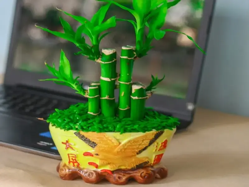 Trúc Phú Quý đẹp tự nhiên và giá trị phong thủy nổi bật